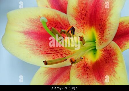 Fleur de nénuphars bicolore orange et jaune Banque D'Images