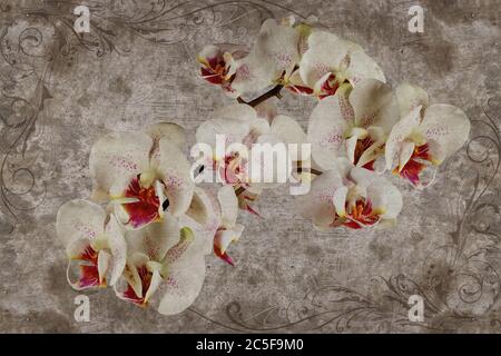papier peint 3d, orchidées fleurissent sur le mur de béton fond texturé.murs de peintures murales. Banque D'Images