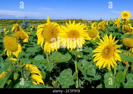 Champ de tournesol, Banque D'Images