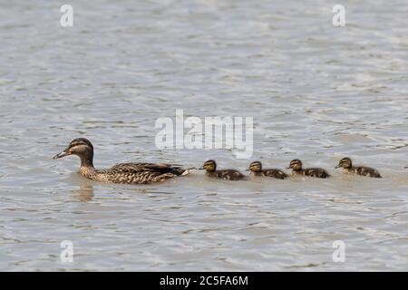 Mallard (Aras platyrhynchos) nage avec des canetons dans l'eau, Bavière, Allemagne Banque D'Images