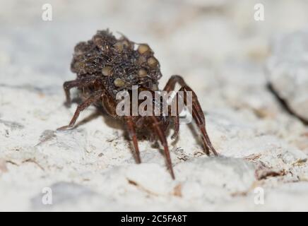 Araignée de loups femelle (Arctosa, Trochosa, Alopecosa) avec jeunes sur son dos, Bavière, Allemagne Banque D'Images