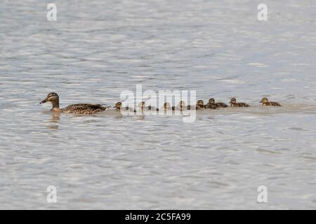 Mallard (Aras platyrhynchos) nage avec des canetons dans l'eau, Bavière, Allemagne Banque D'Images