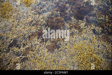 Plantes aquatiques dans un étang marécatieux, Curio Bay, Southland, South Island, Nouvelle-Zélande Banque D'Images