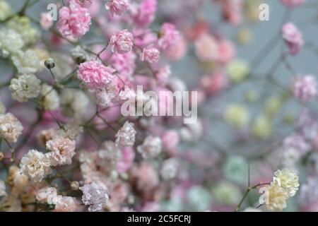 Bouquet multicolore de fleurs de gitsophila sur fond gris. Composition minimale des fleurs de gitsophila sur fond pastel pâle. Banque D'Images