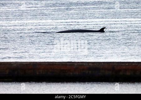 Une baleine à petits rorquals (Balaenoptera acutorostrata) surmontée dans le chenal entre la baie Alder et la baie Alert, sur la côte ouest de la Colombie-Britannique, Canada. Banque D'Images