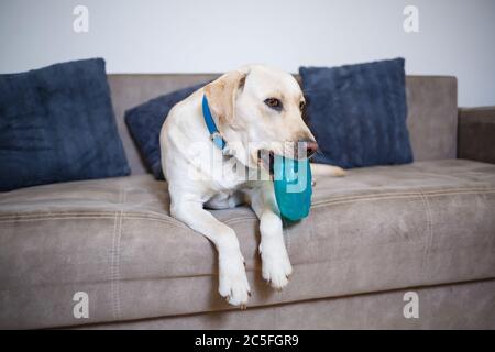 Portrait d'un Labrador blanc de dix-huit mois retriever allongé sur un canapé en tissu gris. Un chien heureux et drôle est couché à la maison. Fermer, copier l'espace. Banque D'Images