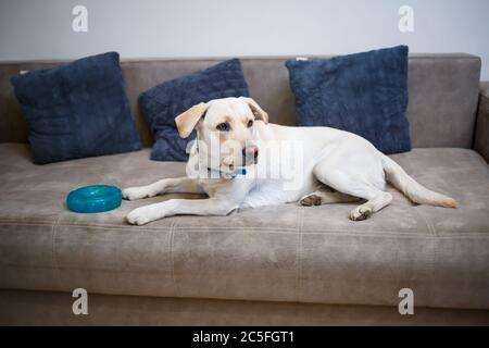 Portrait d'un Labrador blanc de dix-huit mois retriever allongé sur un canapé en tissu gris. Un chien heureux et drôle est couché à la maison. Fermer, copier l'espace. Banque D'Images