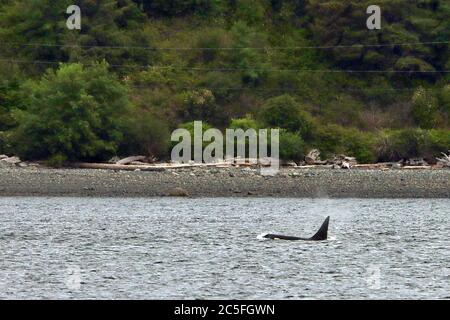 Un mâle adulte de la région de l'orque (Orcinus orca), surfacé devant Alert Bay, sur la côte ouest de la Colombie-Britannique, au Canada. Banque D'Images