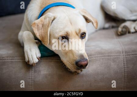 Portrait d'un grand chien de race Labrador de couleur légère, se trouve sur un canapé dans l'appartement, animaux de compagnie Banque D'Images