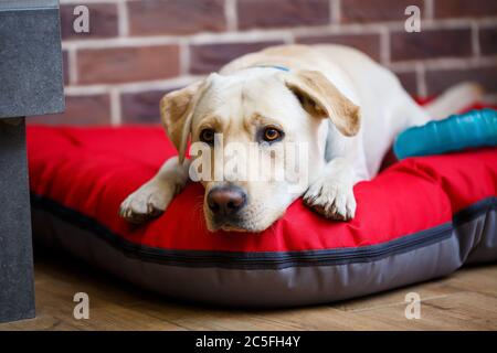 Un grand chien de couleur claire, un manteau de Labrador, allongé sur une litière rouge Banque D'Images