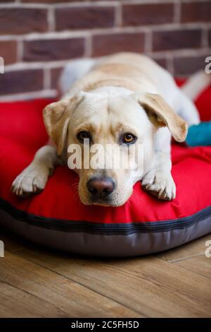 Un grand chien de couleur claire, un manteau de Labrador, allongé sur une litière rouge Banque D'Images