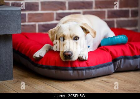 Un grand chien de couleur claire, un manteau de Labrador, allongé sur une litière rouge Banque D'Images