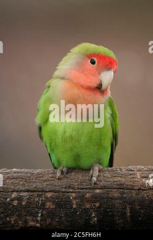 Love Bird (Agapornis) assis sur la branche Banque D'Images