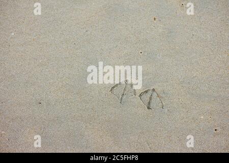 Les pieds de mouette s'impront dans le sable de la plage Banque D'Images