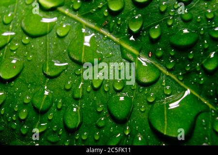 Gouttes de pluie sur une feuille Banque D'Images