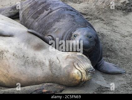 Adorable moment doux entre le pup de phoque d'éléphant du Nord avec la nageoire sur la mère qui s'endorme en souriant sur le sable. Gros plan pris à la plage en C. Banque D'Images