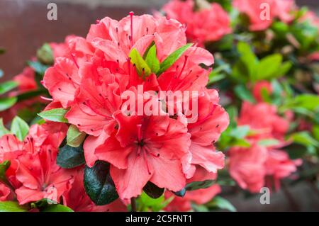 Rhododendron Azalea Geisha Orange plante en fleur au milieu du printemps. Ce sont des hybrides d'Aronense qui sont un arbuste vivace et entièrement endurci Banque D'Images