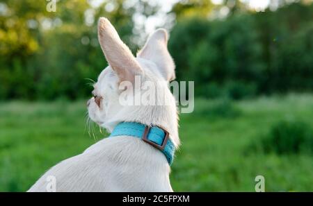 chiot blanc chien chihuahua marchant sur un pré vert Banque D'Images