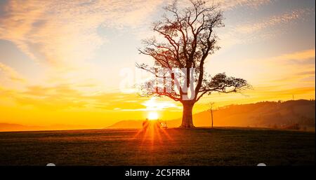 Couple aimant regarder le coucher du soleil Great Lhota sous un vieux arbre solitaire sur une colline magnifique coucher de soleil orange ciel plein de nuages... Banque D'Images