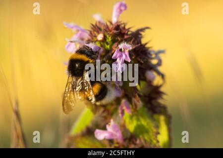 Gros plan Macro prise d'un bourdon volant sur des fleurs violettes et rassemblant un nectar honnête. Banque D'Images