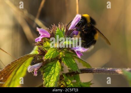 Gros plan Macro prise d'un bourdon volant sur des fleurs violettes et rassemblant un nectar honnête. Banque D'Images
