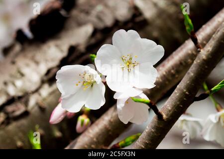 Fleurs de cerisier blanc / sakura / Prunus serrulata sur branche avec écorce d'arbre en arrière-plan, Alexandria, Virginie, États-Unis Banque D'Images