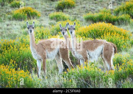 Trois guanacos curieux dans le champ de fleurs sauvages près de Mt. Fitzroy. Banque D'Images