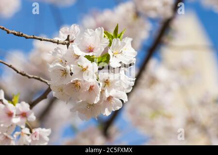 Grappe de cerisiers en fleurs blancs / sakura japonais / Prunus serrulata avec espace de copie à droite, Washington, D.C., États-Unis Banque D'Images