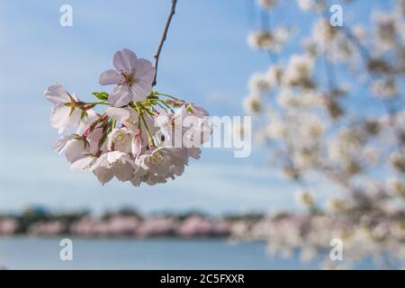 Une branche de cerisiers en fleurs blancs / sakura japonais / Prunus serrulata accrochée à gauche, espace de copie à droite, bassin de marée, Washington, D.C., États-Unis Banque D'Images