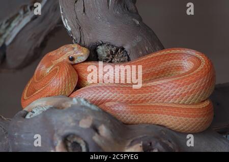 Ce serpent à maïs rayé jaune, orange et rouge est assis dans la séparation d'une branche épaisse. Balance élégante et brillant dans l'œil. Des couleurs éclate. Banque D'Images
