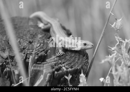 B + W les verts et les oranges de ce lézard commun ou vivipare camouflage bien avec les environs, comme il regarde la caméra. La lumière attire l'œil. Banque D'Images