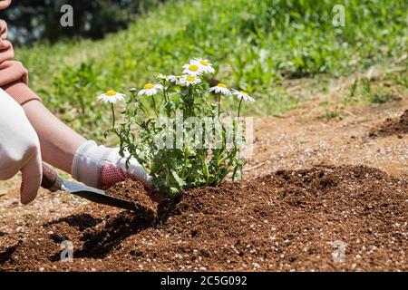 Concept de jardinage - outils de jardinage et fleurs dans le jardin 104 Banque D'Images