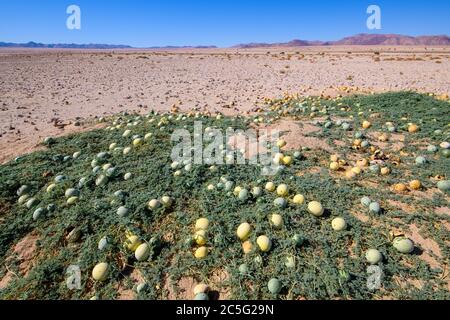 Citrullus ecirrhosus, communément appelé Namib tsamma, est une espèce de vigne désertique vivace de la famille des gourdes, Cucurbitaceae dans Aus, région de Karas, N Banque D'Images