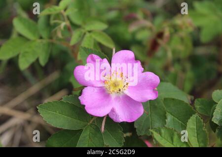 Fleur de rose sauvage et piqueuse à Delta Junction, Alaska Banque D'Images