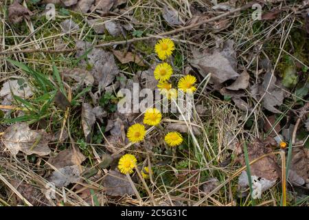 De belles fleurs de pied-de-coltsfoot jaune qui poussent entre l'herbe sèche et les feuilles, Tussilago farfara Banque D'Images