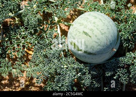 Citrullus ecirrhosus, communément appelé Namib tsamma, est une espèce de vigne désertique vivace de la famille des gourdes, Cucurbitaceae dans Aus, région de Karas, N Banque D'Images