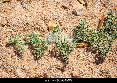 Citrullus ecirrhosus, communément appelé Namib tsamma, est une espèce de vigne désertique vivace de la famille des gourdes, Cucurbitaceae dans Aus, région de Karas, N Banque D'Images