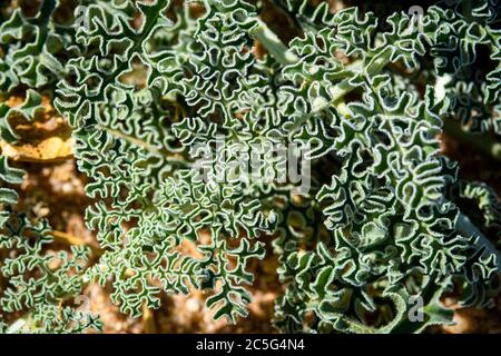 Citrullus ecirrhosus, communément appelé Namib tsamma, est une espèce de vigne désertique vivace de la famille des gourdes, Cucurbitaceae dans Aus, région de Karas, N Banque D'Images