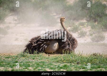 Autruche (Struthio camelus) à Kgalagadi, Afrique du Sud Banque D'Images