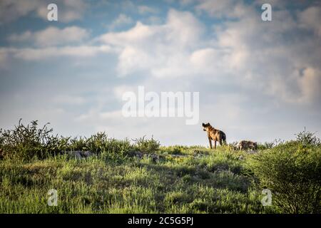 Hyena tachetée (Crocuta crocuta) à Kgalagadi, Afrique du Sud Banque D'Images