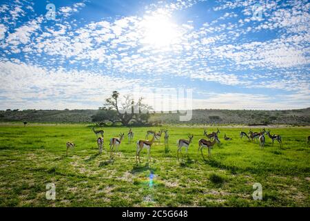 Springbok (Antidorcas marsupialis) Kgalagadi, Afrique du Sud Banque D'Images