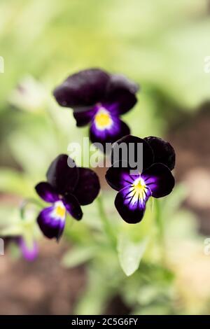 Viola tricolor de variété Bowles Black, également connu sous le nom de Johnny-jump-up ou violet noir, croissant dans un jardin d'été. Banque D'Images