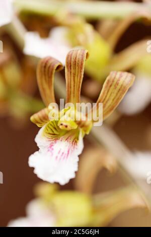 La petite fleur d'Eulophia petersii, un succulent tropical de la famille des Orchidaceae originaire d'Afrique et connu pour sa croissance dans les climats rocheux durs. Banque D'Images