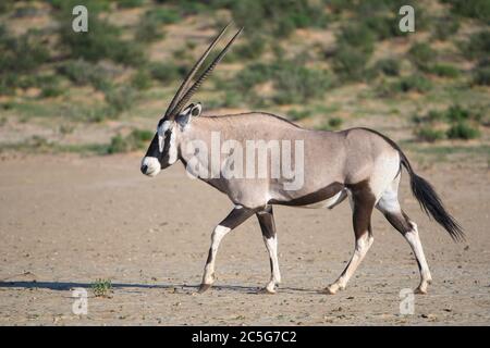 Gemsbok (Oryx gazella) à Kgalagadi, Afrique du Sud Banque D'Images