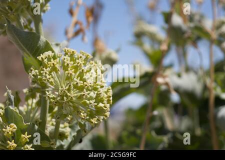 Floraison de l'ombel sur le Mlatweed du désert, Asclepias Erosa, Apocynacées, vivaces indigènes dans les marges des palmiers de Twentynine, désert de Mojave du sud, Springtime. Banque D'Images