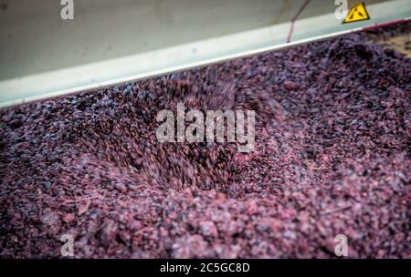 Les raisins sont en cours de transformation à la cave de vinification Black Pearl, Paarl, Western Cape, Afrique du Sud Banque D'Images