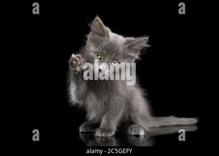 Adorable chaton gris, assis et haussant patte comme le lavage, sur fond noir isolé Banque D'Images