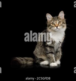 Tabby Kitten assis avec intérêt regarder dans la caméra sur fond noir isolé, vue de face Banque D'Images