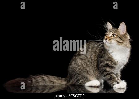 Tabby Kitten assis avec intérêt regardant sur fond noir isolé, vue latérale Banque D'Images