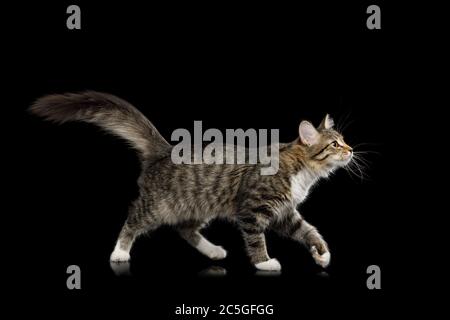 Tabby Kitten Marche avec intérêt regarder vers le haut sur fond noir isolé, vue latérale Banque D'Images